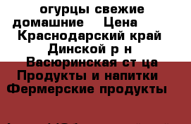 огурцы свежие домашние  › Цена ­ 80 - Краснодарский край, Динской р-н, Васюринская ст-ца Продукты и напитки » Фермерские продукты   